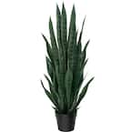 purple succulent plants Echeveria Purple Delight Variegated