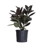 sansevieria bantel's sensation Bantel's Sensation Snake Plant