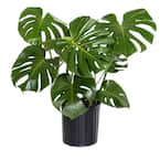 philodendron melanochrysum warum so teuer Philodendron Melanochrysum L mit üppigen, samtigen Blättern main image 0