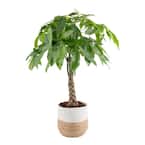 Air Purifying - Safe for Dogs - House Plants - The Home Depot