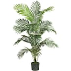 house plant yellow flowers Guzmania hybrid Yellow
