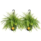 large air plants Tillandsia concolor  Rainforest Flora