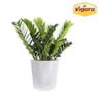 ZZ Plant - Indoor Plants - The Home Depot