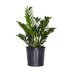 ZZ Plant - Indoor Plants - The Home Depot