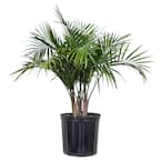 tall cactus indoor plant Nearly Natural 41 in. Artificial Cactus in Terracotta Planter