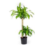 plant tables indoor GREENSTELL Plant Stand with Grow Lights, Half Moon 7 Tiered Metal Plan   Greenstell