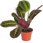 aglaonema red valentine Aglaonema Red Valentine Mother Plant Without Pot  vridhigarden