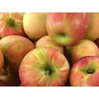 Online Orchards 3 ft. Granny Smith Apple Tree with Tart Green Fruit Best  for Baking FTAP203 - The Home Depot