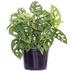 Black - Monstera Plants - The Home Depot