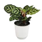 Prayer Plant - Indoor Plants - The Home Depot