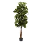 cactus soil zz plant ZZ Plant (Zamioculcas Zamiifolia)  Desert Rose Cactus Lounge