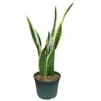 Snake Plant - Indoor Plants - The Home Depot