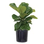 indoor butterfly plant Christia obcordata – Butterfly Stripe Plant main image 1
