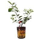 Lemon Tree