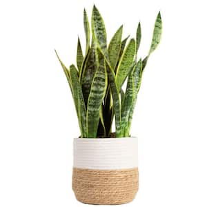 Snake Plants