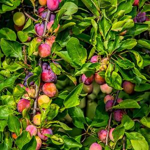 Plum Tree
