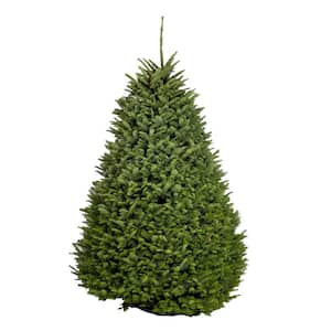 Tree Height Range (ft.): 8-9