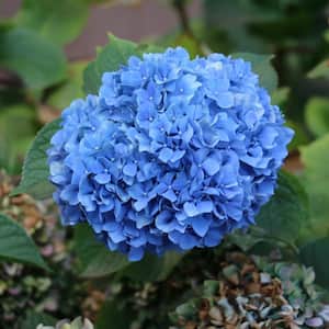 Hydrangeas