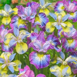 Iris
