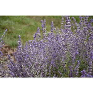 Hardiness Zone: 8 (10 to 20 F)