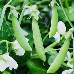 Bean Plant
