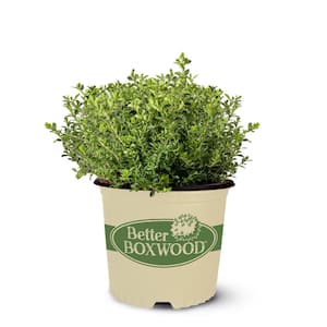 BETTER BOXWOOD