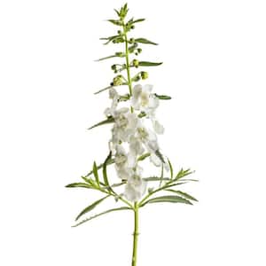 Outdoor Plants