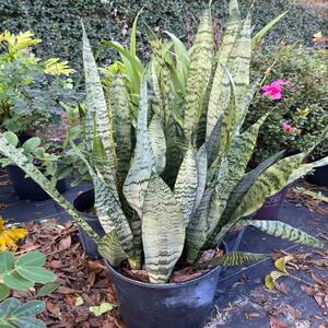 Snake Plants