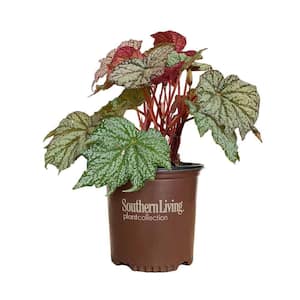 Begonia