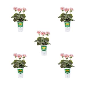 Geranium