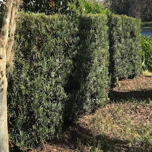 Podocarpus