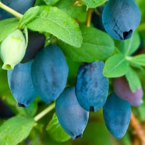 Fruit Plants