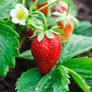 Strawberry Plant in Fruit Plants