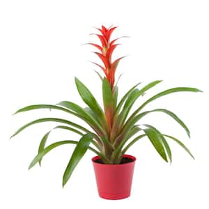 Mature Size (in.): Small < 24 in.