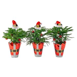 Costa Farms in Fresh Christmas Plants