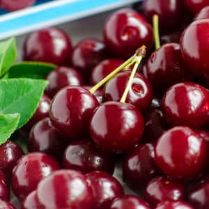 Cherry Tree