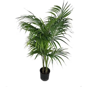Indoor Plants