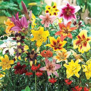 Summer to Fall in Flower Bulbs