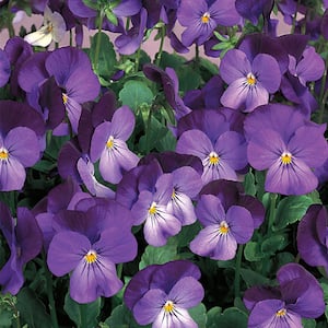 Violet Flower