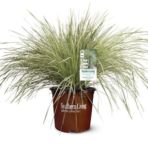 Drought Tolerant