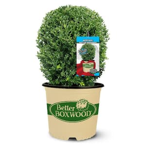 Boxwood
