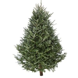 Tree Height Range (ft.): 3-4 in Real Christmas Trees