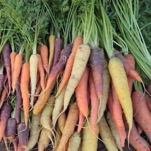 Vegetable in Vegetable Seeds
