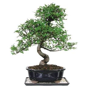 Bonsai Trees - Garden Center - The Home Depot