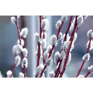 Hardiness Zone: 6 (-10 to 0 F)