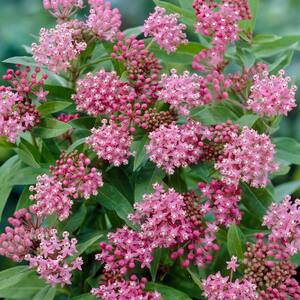 Milkweed