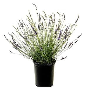 Lavender Plant