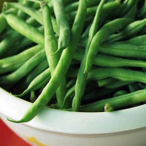 Bean Plant