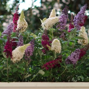 Butterfly Bush