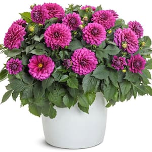 Dahlia
